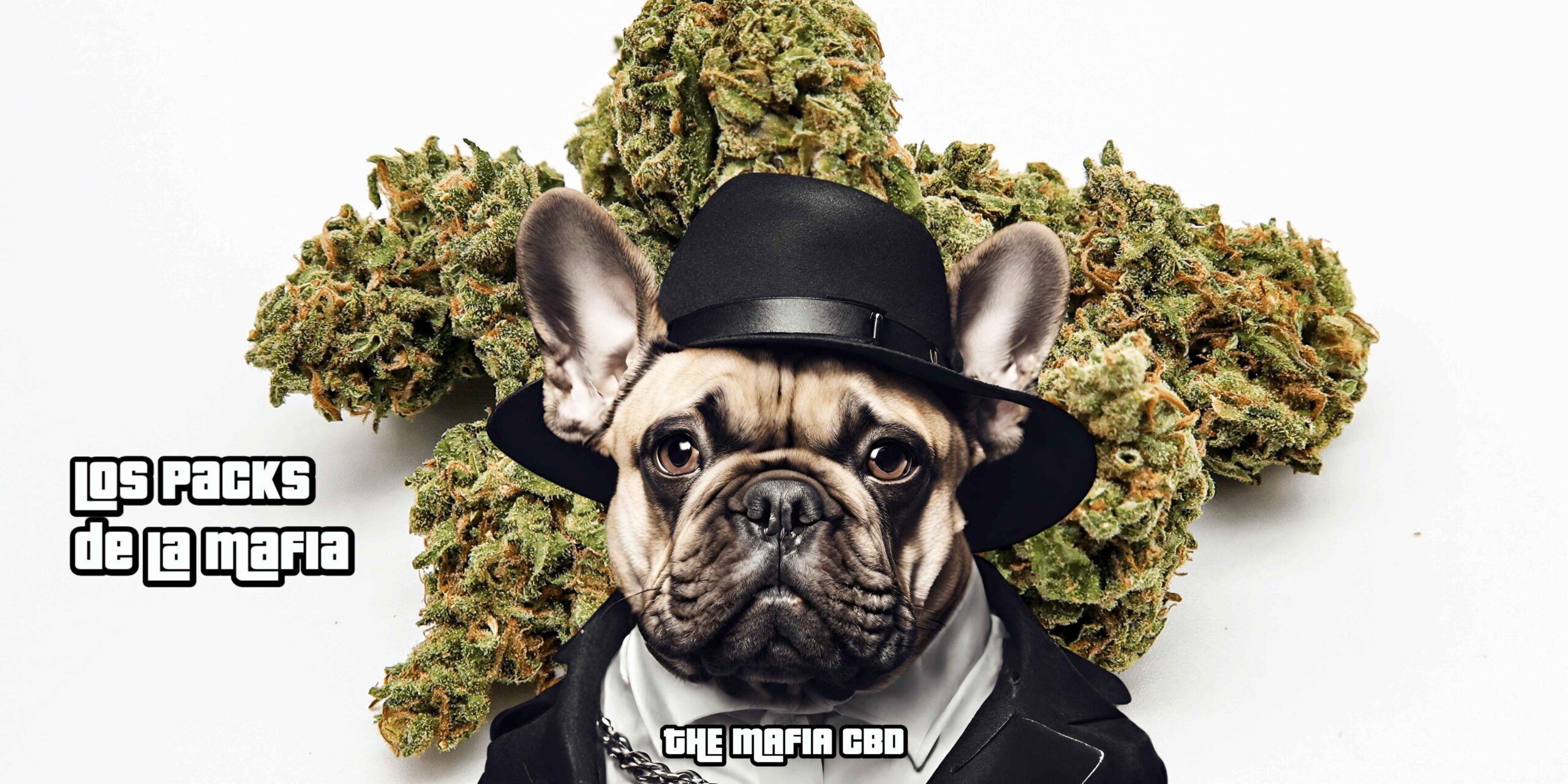 Comprar cbd calidad, comprar cbd premium, the mafia cod premium, comprar cbd marihuana, comprar marihuana cbd, comprar cbd legal, comprar cbd online barato, comprar cbd online económico, mejor cbd mercado